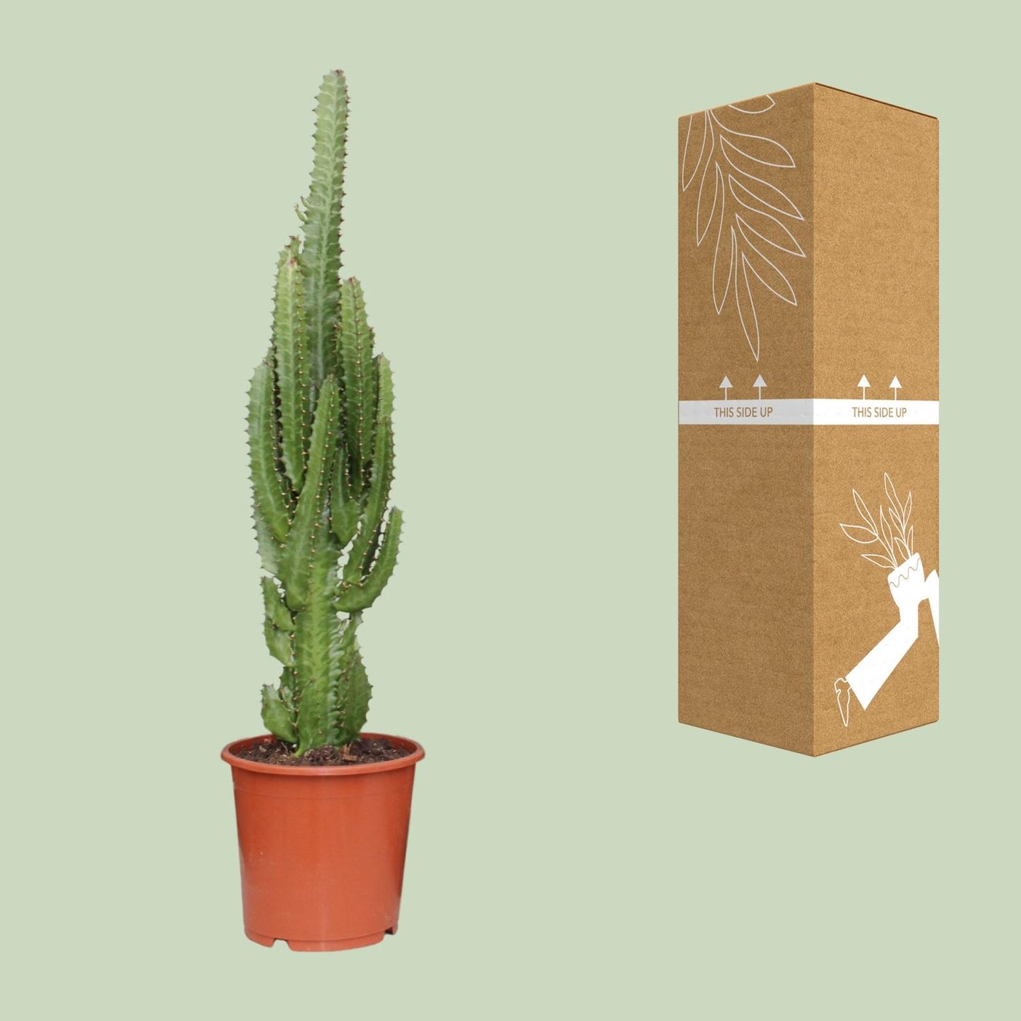 Euphorbia Trigona - Ø17cm - ↕70cm - pflanzfix24