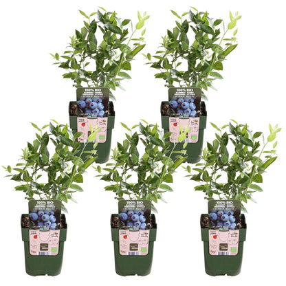 5x - Vaccinium corymbosum 'Brigitta Blue' - ↨45cm - Ø13 - Pflanzfix24