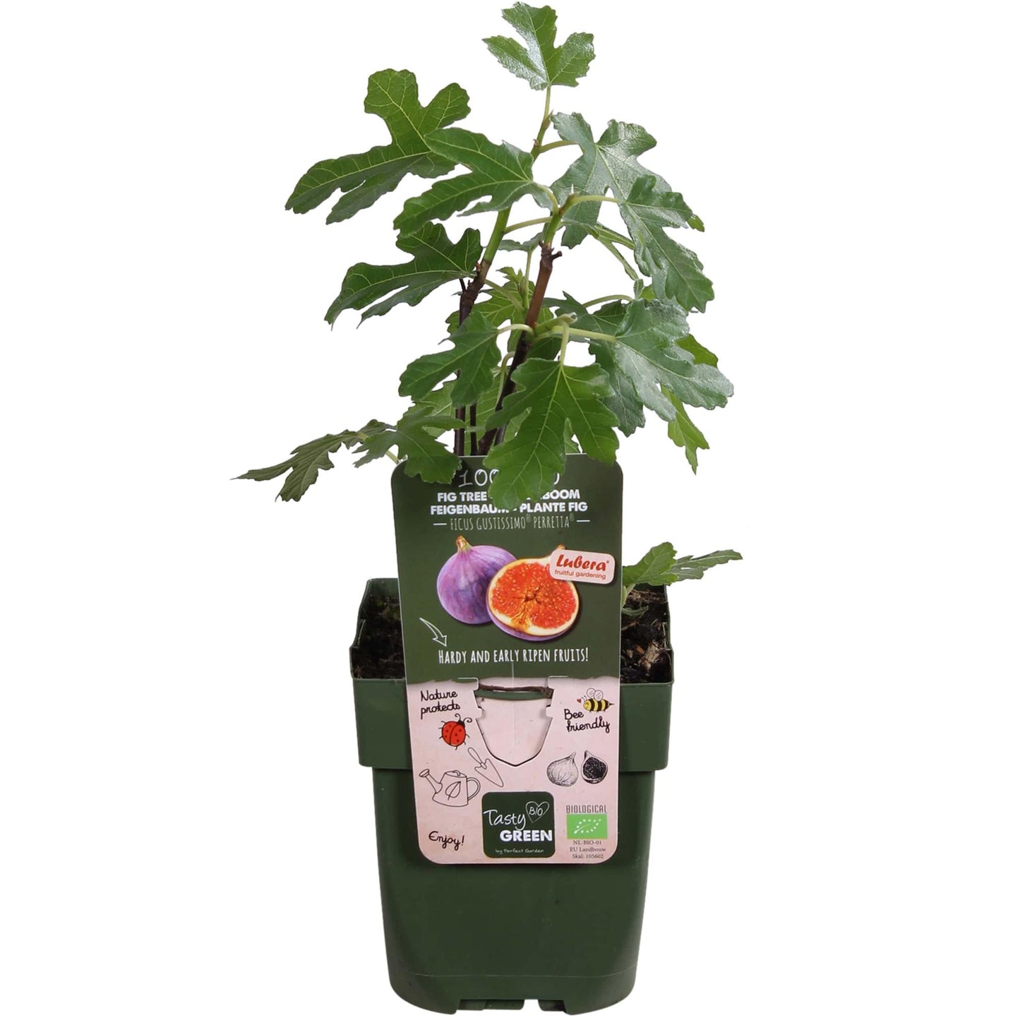 Ficus Gustissimo Perretta - Ø13 - ↨45cm - Pflanzfix24