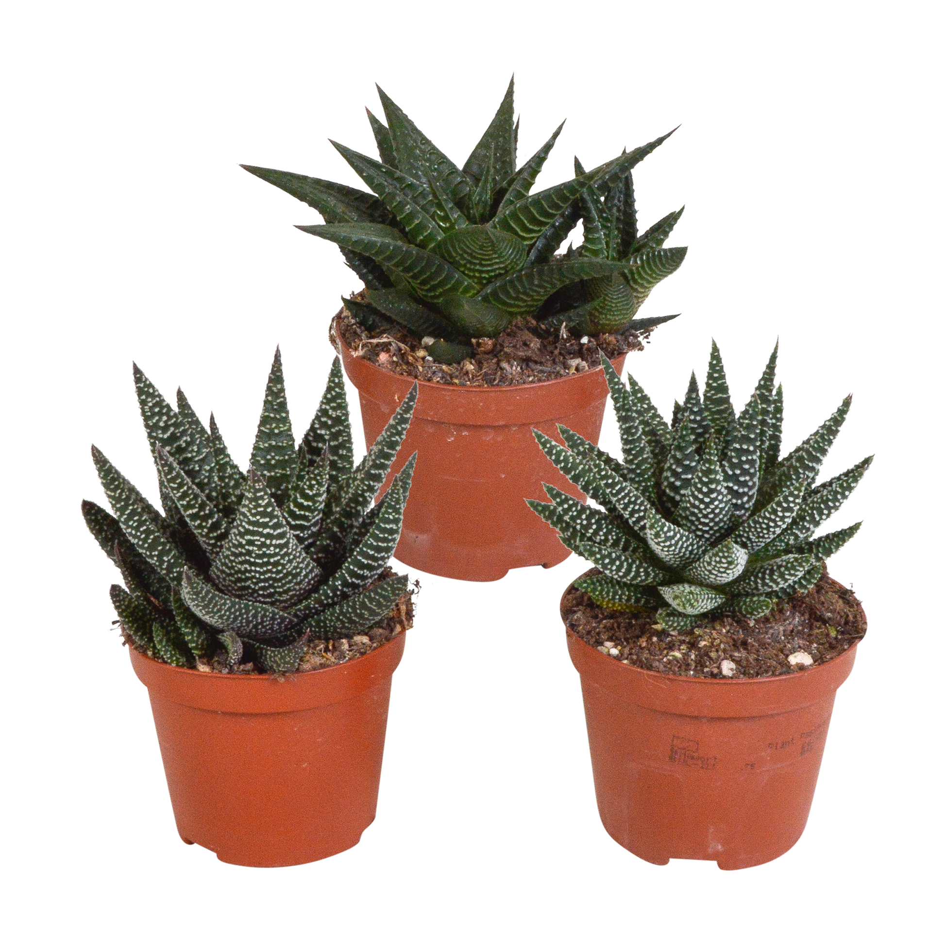 Gasteria/Haworthia-Mischung 8,5cm - 3x - zonder pot - Pflanzfix24.de - Pflanzfix24.de