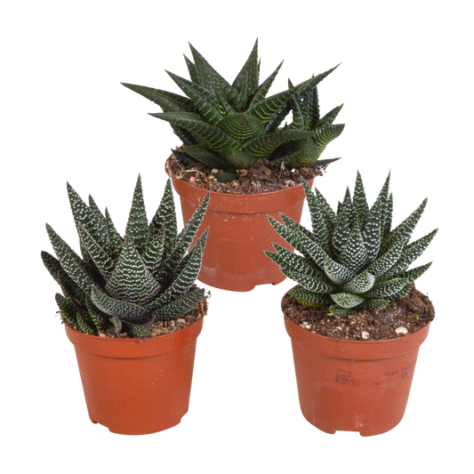 Gasteria/Haworthia-Mischung 8,5cm - 3x - zonder pot - Pflanzfix24.de - Pflanzfix24.de