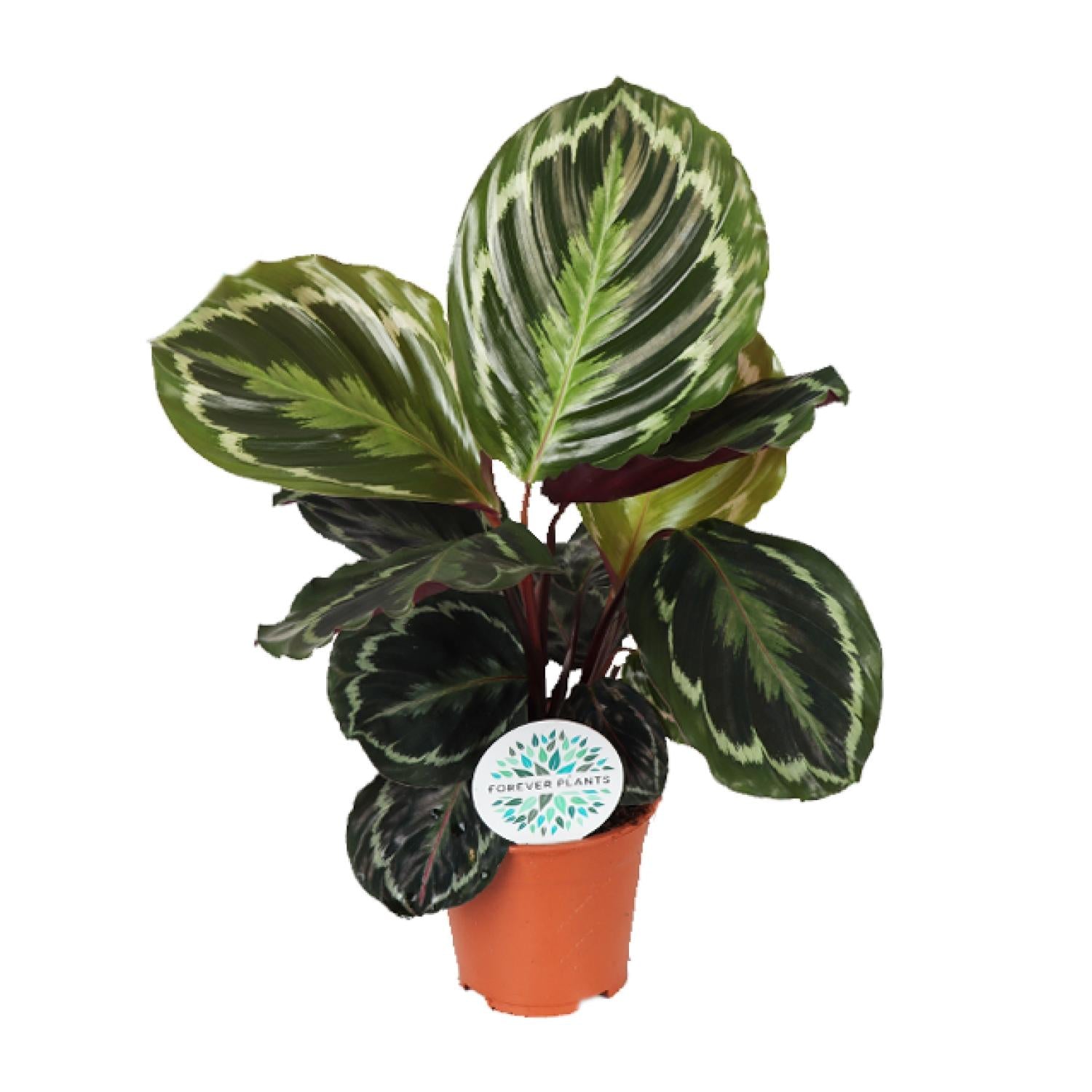 Calathea Medallion - Ø14cm - ↕45cm von Pflanzfix24.de - Pflanzfix24.de