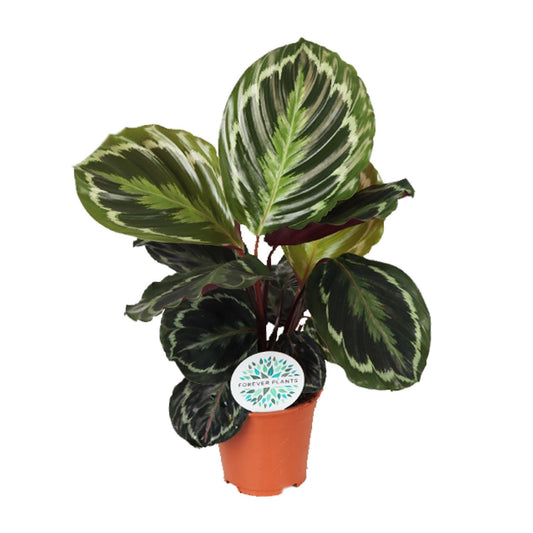 Calathea Medallion - Ø14cm - ↕45cm von Pflanzfix24.de - Pflanzfix24.de