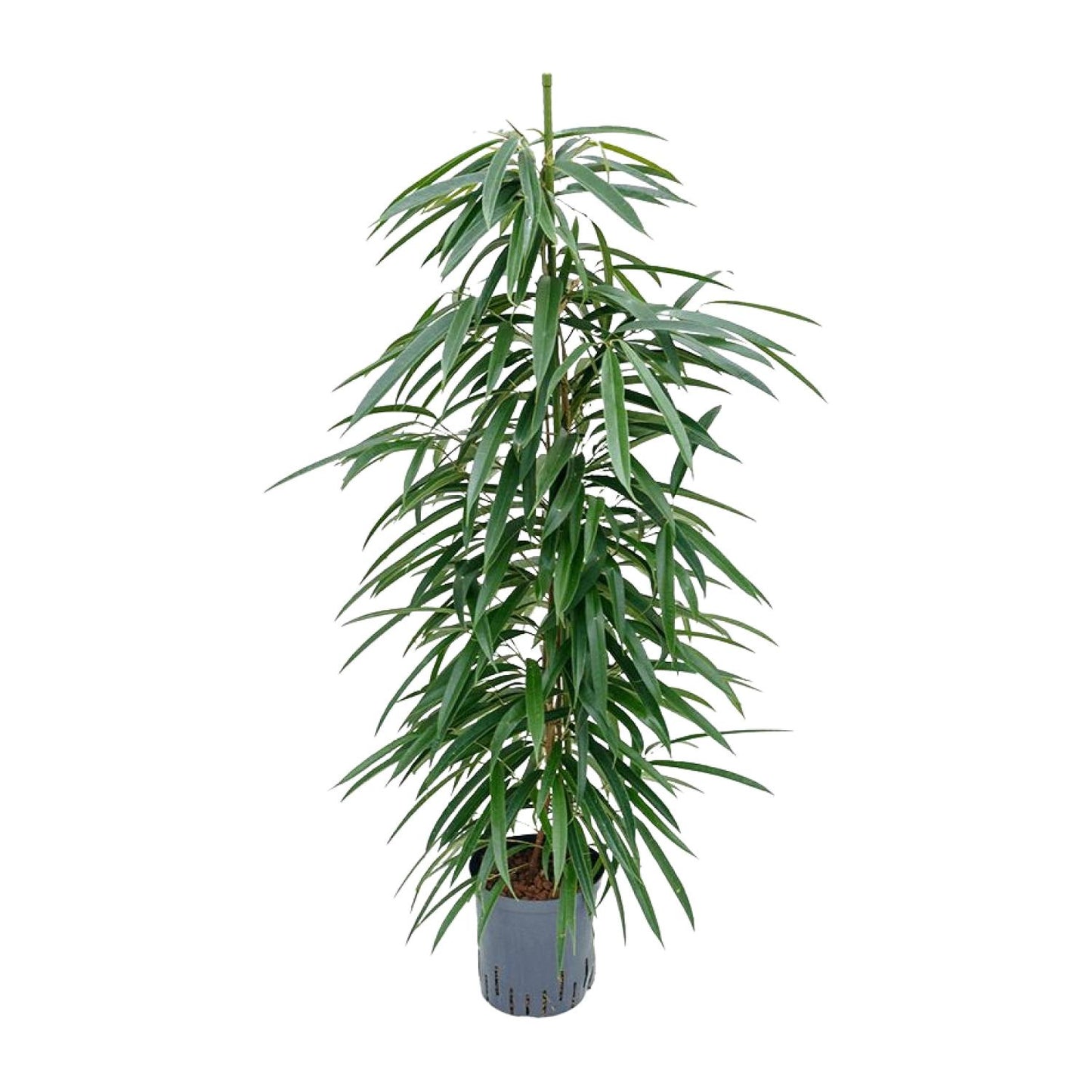 Ficus Binnendijkii 'Alii' (HYDRO) - Ø18cm - ↕110cm - Pflanzfix24
