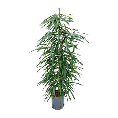 Ficus Binnendijkii 'Alii' (HYDRO) - Ø18cm - ↕110cm - Pflanzfix24