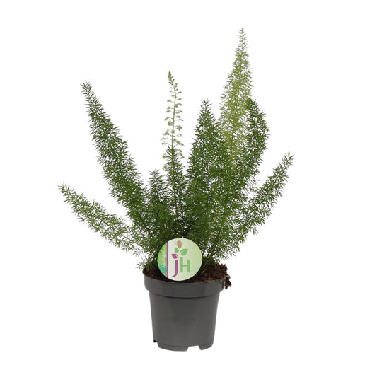 Asparagus Meyeri - Ø12cm - ↕35cm - Pflanzfix24
