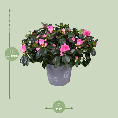 Azalea Rose Vogel - Ø14cm - ↕30cm - Pflanzfix24