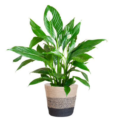 Spathiphyllum 80 cm mit Jutekorb Lissabon Schwarz – Pflanzfix24.de - Pflanzfix24.de