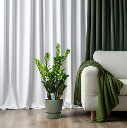 Zamioculcas Ø21cm, 100cm – Große luftreinigende Zimmerpflanze | Pflanzfix24