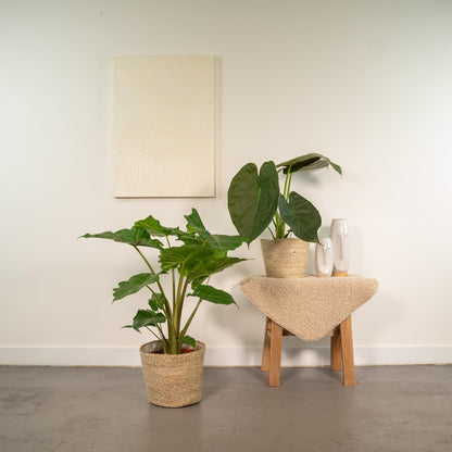 Alocasia Wentii & Portodora Set mit Korb - Pflanzfix24