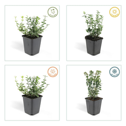 24x Euonymus fort. 'Emerald Gaiety' - ↕10-25cm - Ø9cm - Pflanzfix24