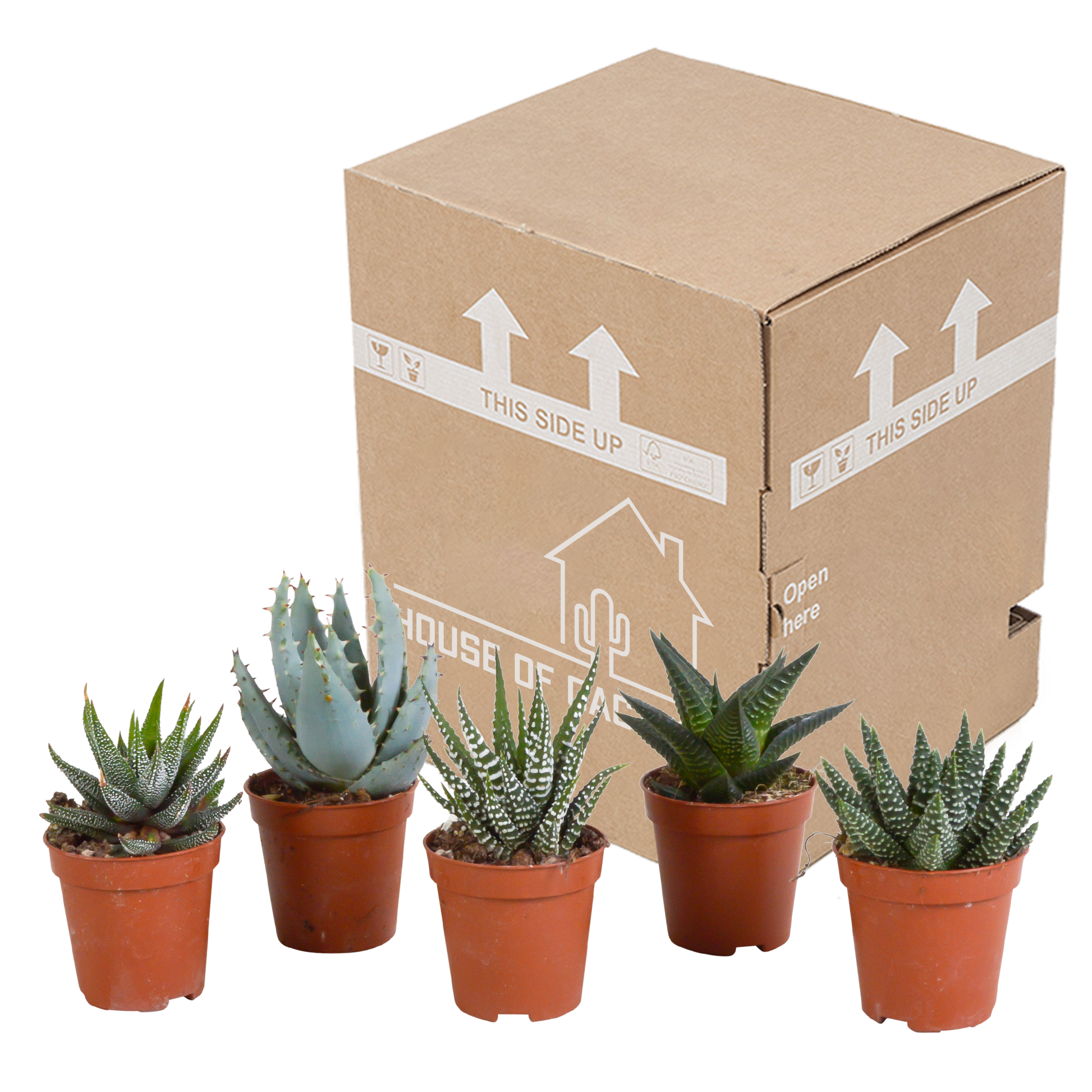 Gasteria/Haworthia-Mischung 5,5cm - 5x - Pflanzfix24.de - Pflanzfix24.de