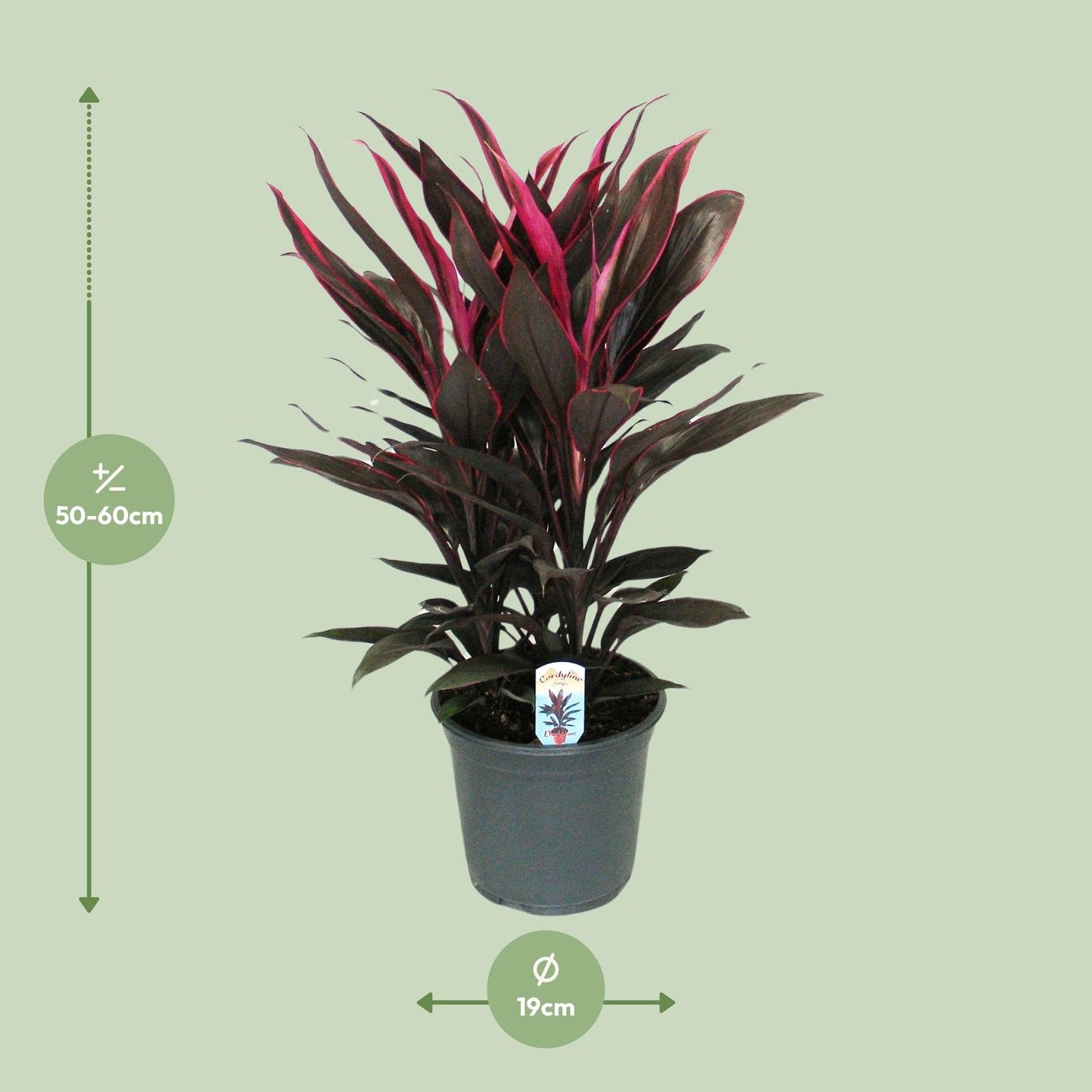 Cordyline Tango Toef - Ø19cm - ↕55cm - Pflanzfix24