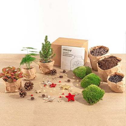 Feestdagen Terrarium Startpakket - Mini-kerstboom - 3 planten - Navulling & Decoratie - DIY Christmas - Pflanzfix24
