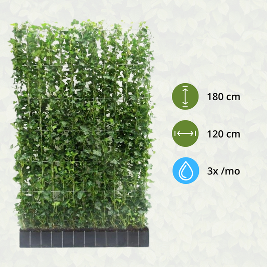 Hedera Hibernica - Efeu - Fertighecke - ↨180 cm bei Pflanzfix24.de - Pflanzfix24.de