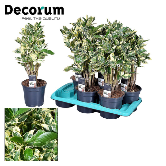 Croton Eburneum - Pflanzfix24