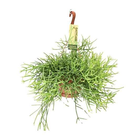 Rhipsalis Heteroclada - Ø17 ↕35 bei Pflanzfix24