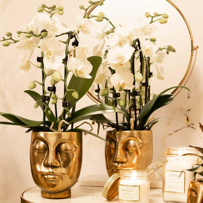 Kolibri Orchideen Phalaenopsis Niagara Fall Weiß Ø9cm – Pflanzfix24.de - Pflanzfix24.de