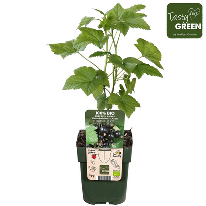 Ribes nigrum 'Ben Nevis' - Schwarze Johannisbeere - Ø13cm - ↕45cm - Pflanzfix24