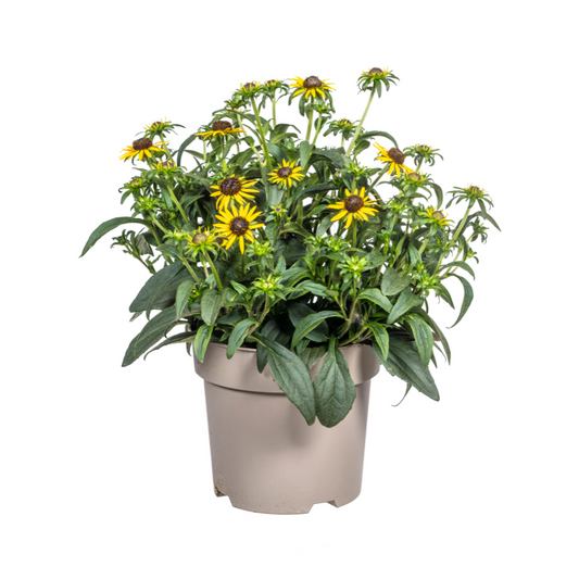 Rudbeckia Fulgida Little Goldstar Ø19cm – blühfreudig | Pflanzfix24.de - Pflanzfix24.de