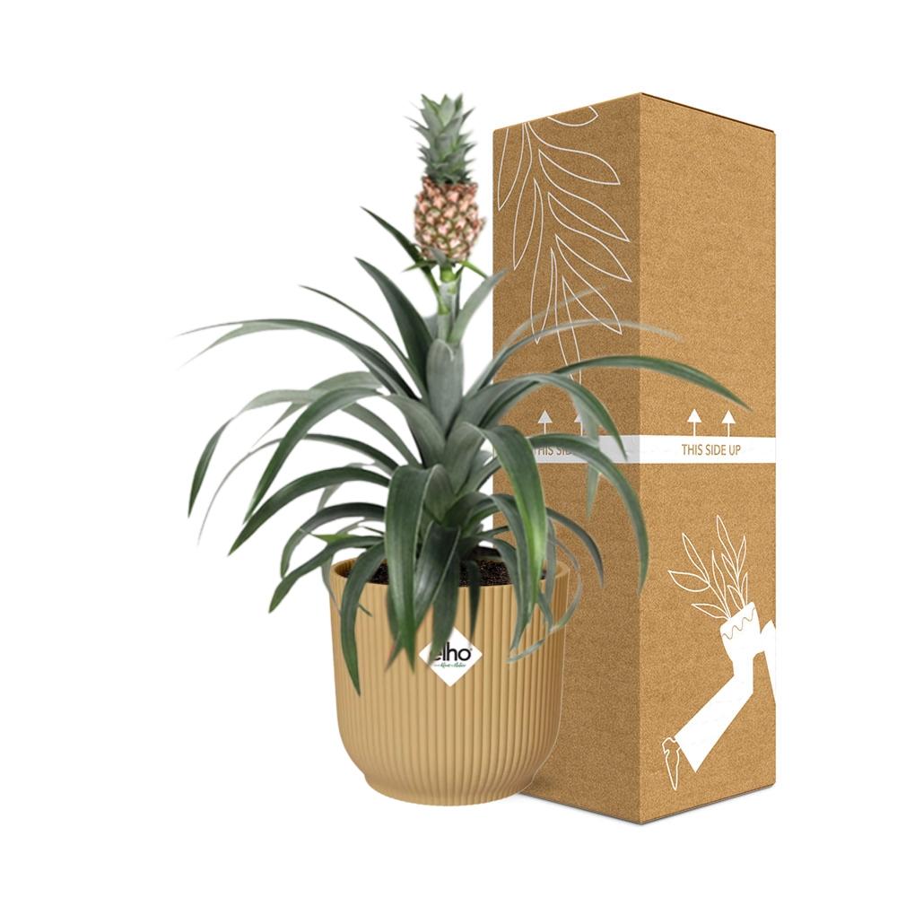 Ananas Mi Amigo in ELHO Vibes Fold 14cm geel - pflanzfix24