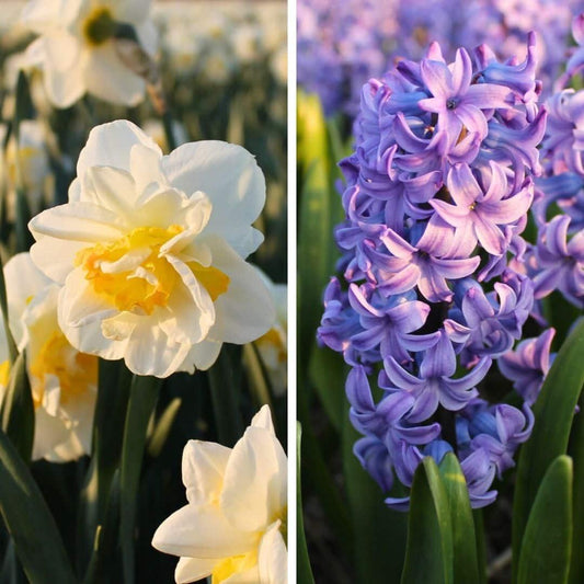 Blumenzwiebeln Amsterdam - Rob's Favorites - 20er Pack - Größe 12/14 - Pflanzfix24