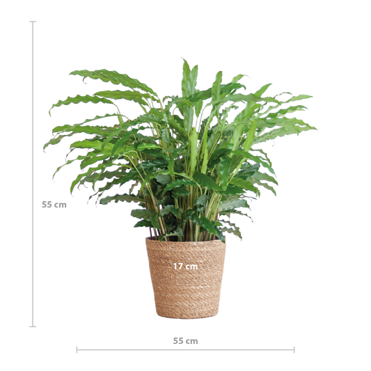 Calathea Rufibarba - Samt-Calathea im Sofia-Korb - 55cm - Pflanzfix24