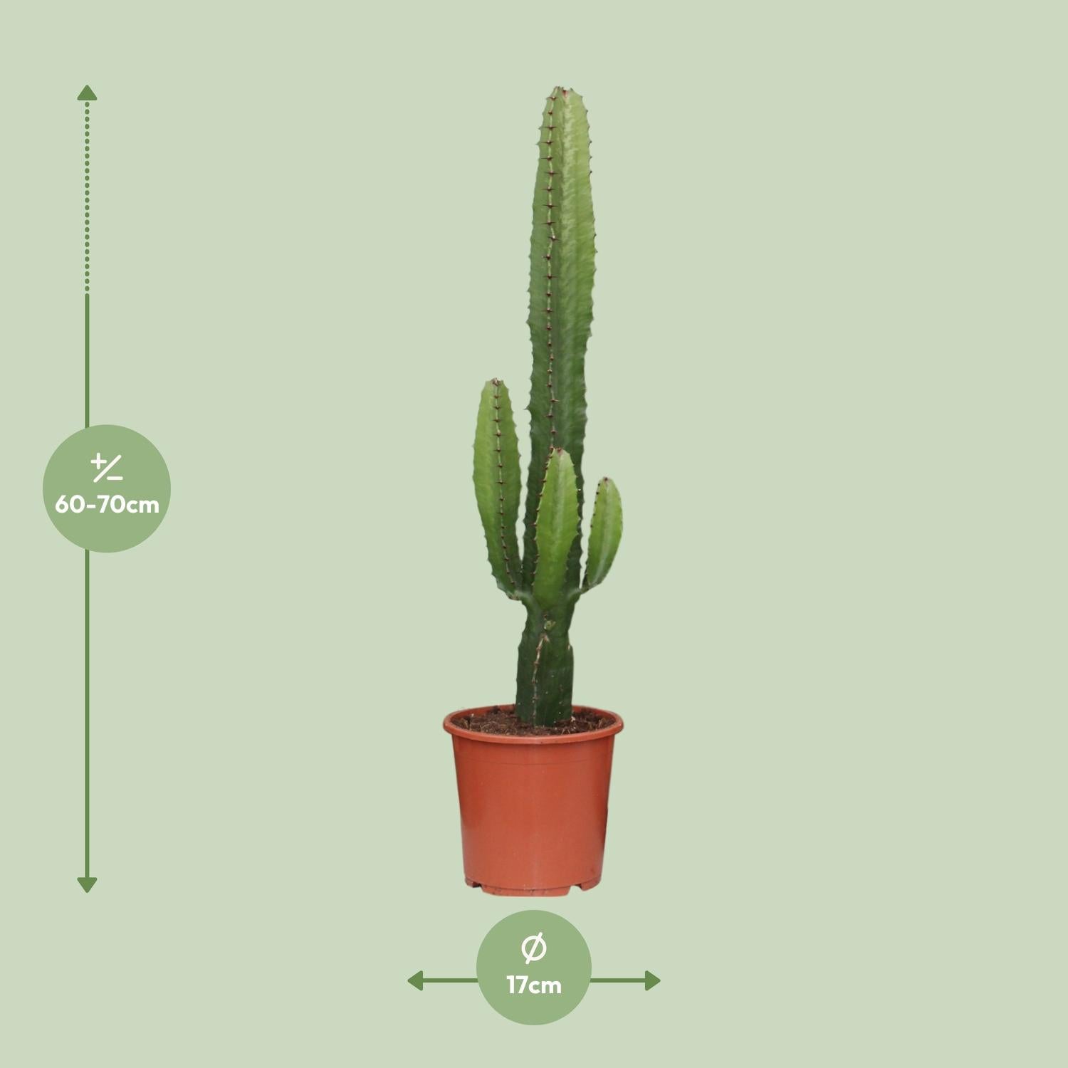 Euphorbia Acrurensis - Weihnachtsstern - Ø17cm - Pflanzfix24.de - Pflanzfix24.de