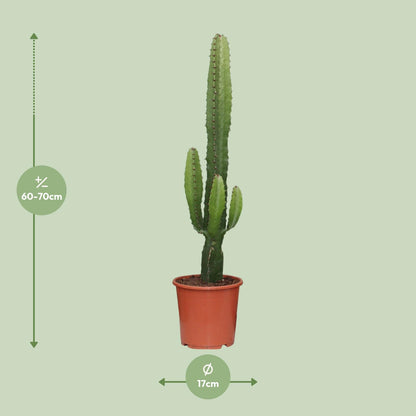 Euphorbia Acrurensis - Weihnachtsstern - Ø17cm - Pflanzfix24.de - Pflanzfix24.de