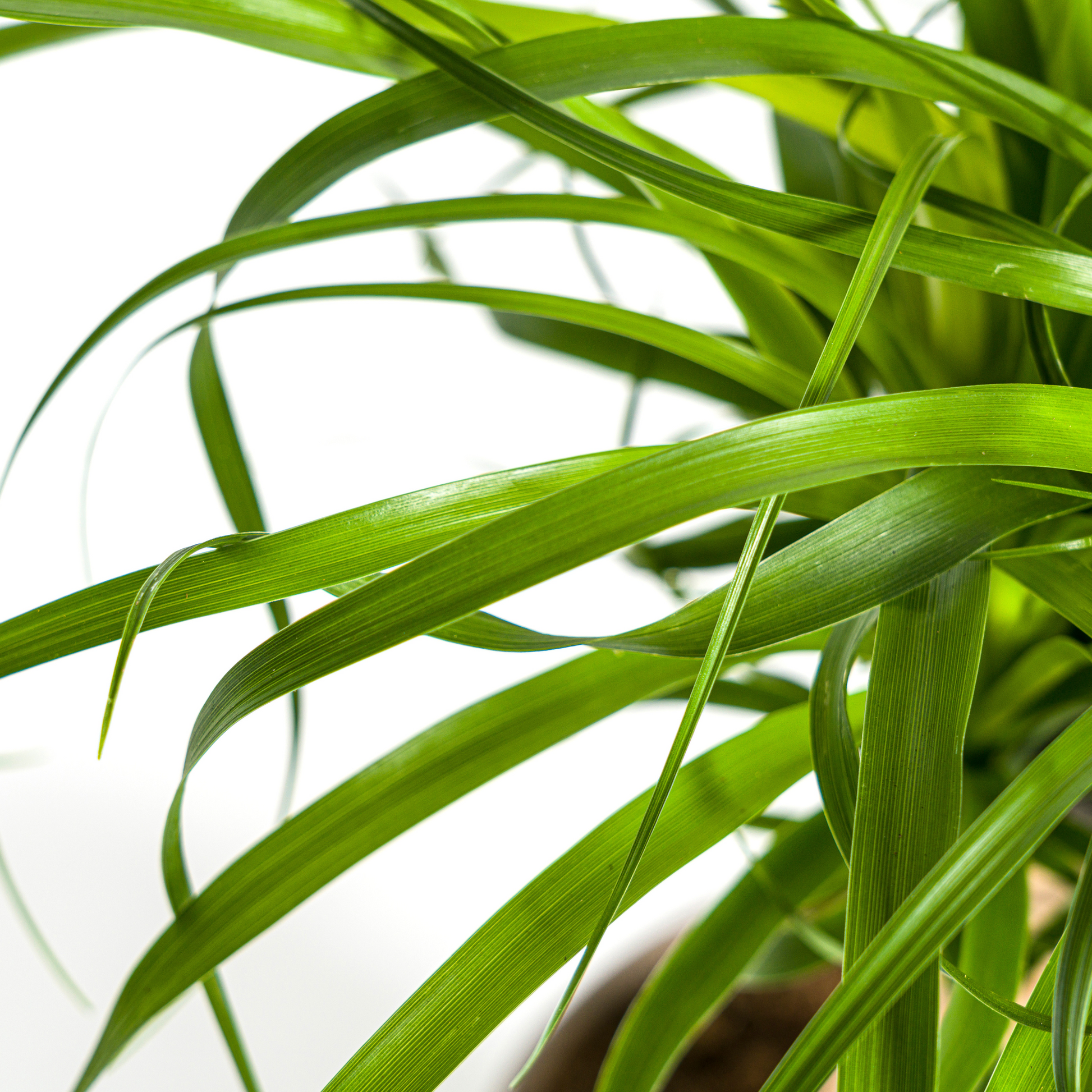 Beaucarnea Recurvata Stamm Ø17cm - ↕40 - 60cm - Pflanzfix24.de - Pflanzfix24.de