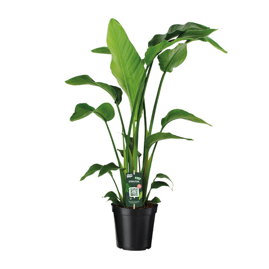 Strelitzia Nicolai Paradiesvogelblume 90 cm – Pflanzfix24.de - Pflanzfix24.de