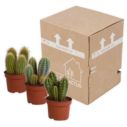 Cereus-Mischung 10,5 cm - 3x - zonder pot - Pflanzfix24.de - Pflanzfix24.de