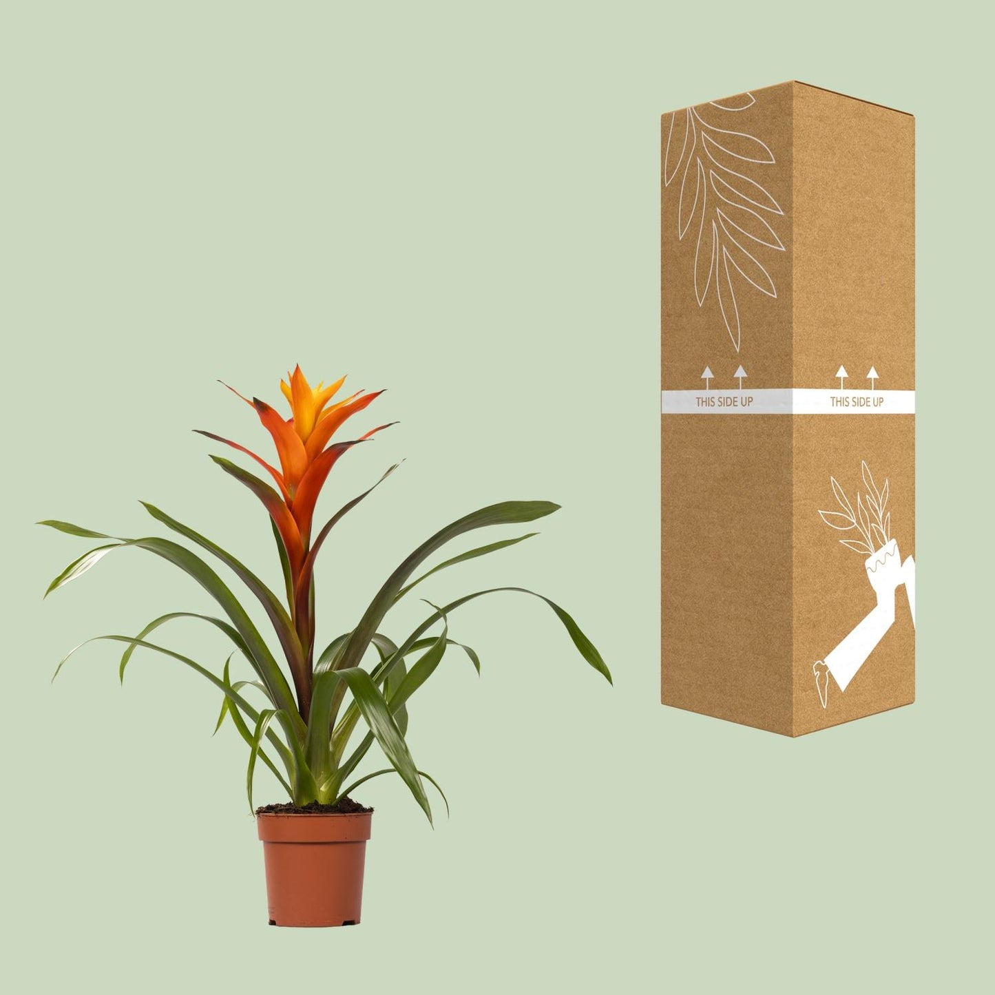 Guzmania Variada - Ø12 ↕50 von Pflanzfix24.de - Pflanzfix24.de