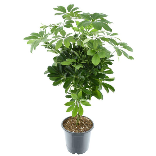 Schefflera Compacta Nora - Pflanzfix24