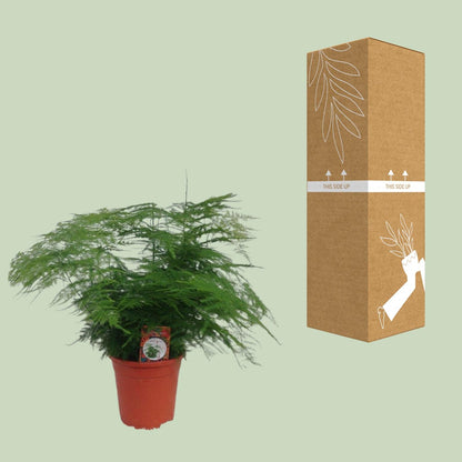 Asparagus Setaceus - Ø17cm - ↕45cm - Pflanzfix24