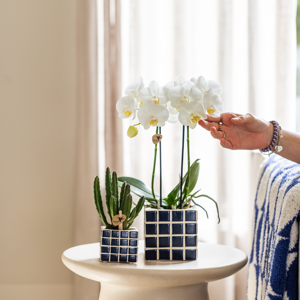 Kolibri Orchideen | Phalaenopsis Amabilis „Spider“ Weiß Ø9cm – Blühende Zimmerpflanze | Pflanzfix24.de - Pflanzfix24.de
