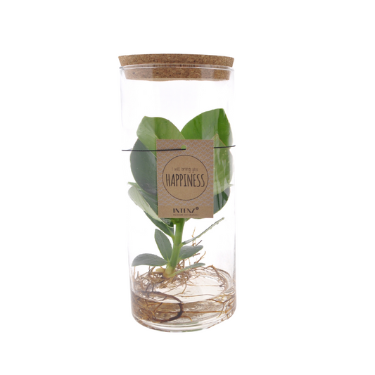 Clusia In Tube Glas Medium - Ø12cm - ↕30cm - Pflanzfix24.de - Pflanzfix24.de