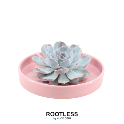 ROOTLESS Echeveria Lilacina in rosa Keramik | Pflanzfix24.de - Pflanzfix24.de