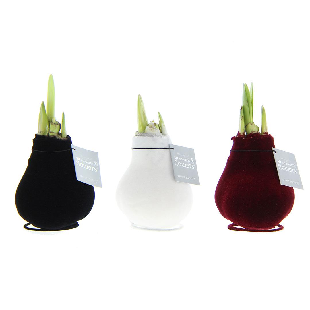 No Water Flowers® (wax amaryllis) | Velvet Touchz® Classic Mix (3 pack) + Red & White flower - Pflanzfix24
