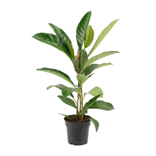 Ficus Benghalensis Roy (R) - Ø17cm - ↕70cm bei Pflanzfix24