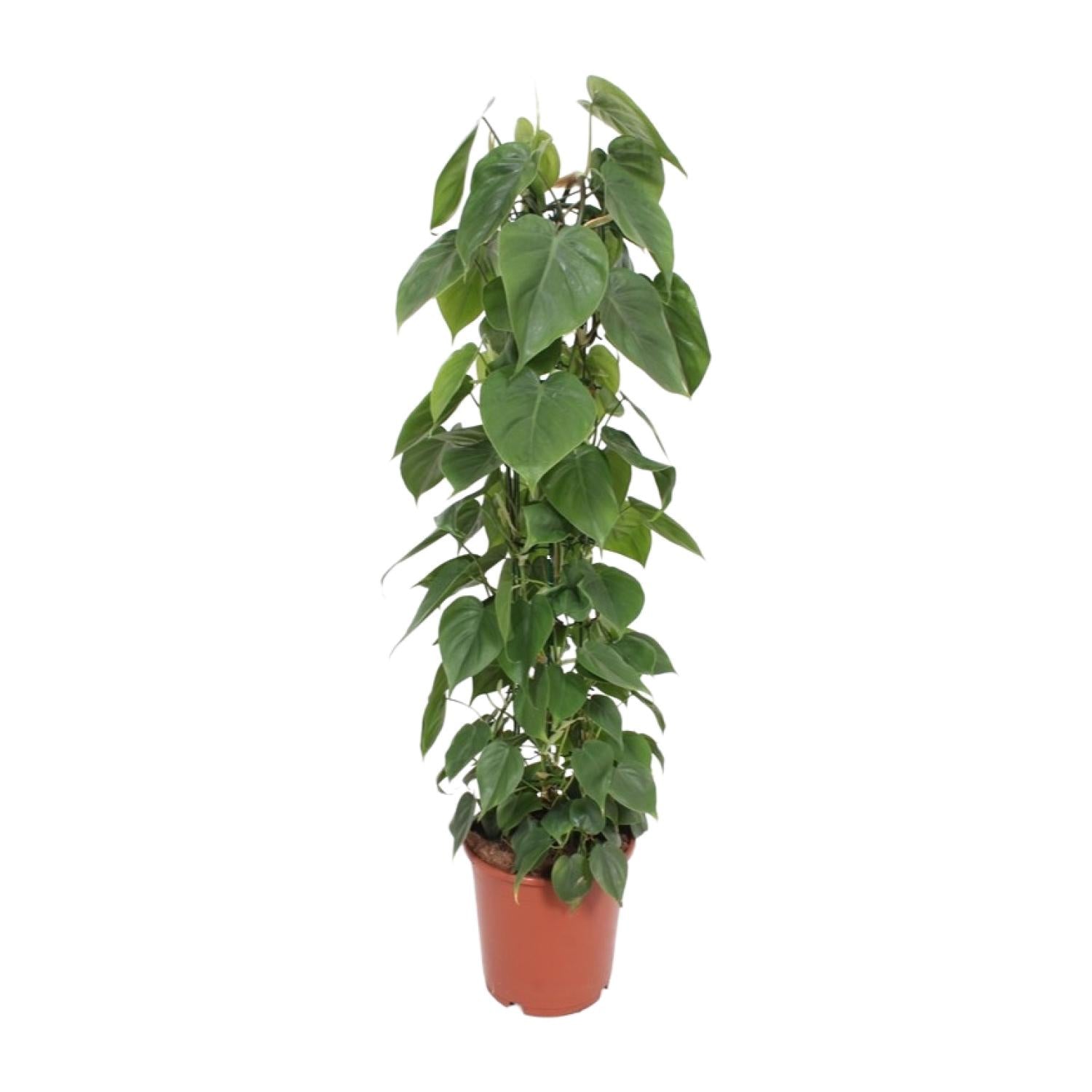 Philodendron Scandens 120cm Ø24cm – Große Zimmerpflanze | Pflanzfix24.de - Pflanzfix24.de