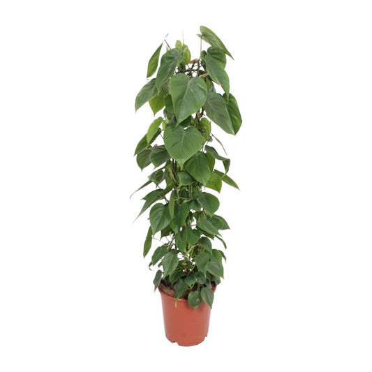 Philodendron Scandens 120cm Ø24cm – Große Zimmerpflanze | Pflanzfix24.de - Pflanzfix24.de