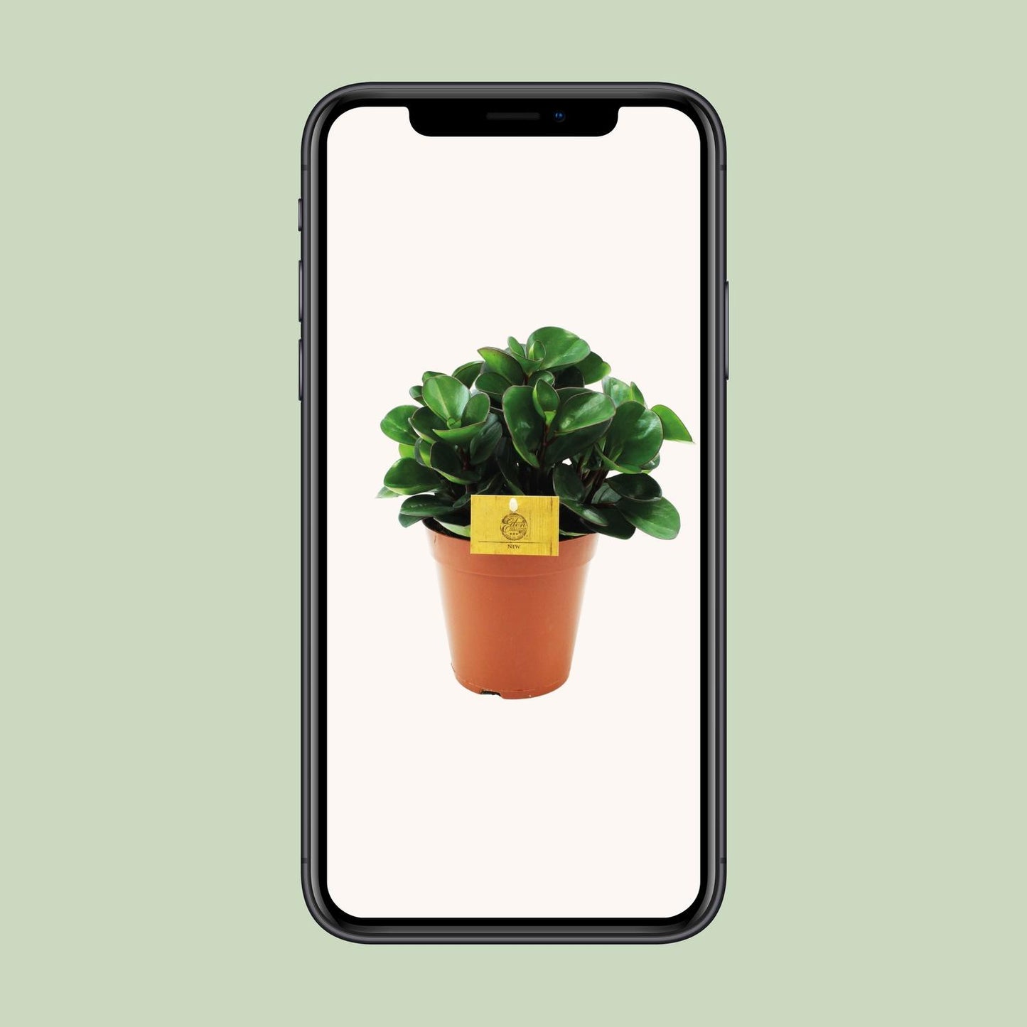 Peperomia Burning Bush - Ø15cm - pflanzfix24