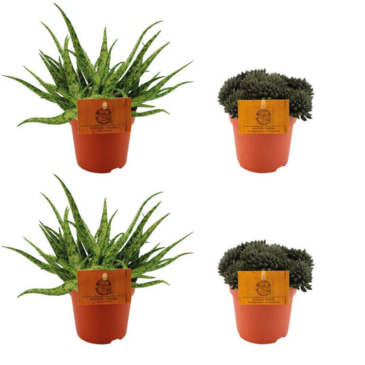 2x Aloe Spider + 2x Sinocrassula Yunnansis - 4 stuks - Ø10.5cm - ↕10cm by Pflanzfix24