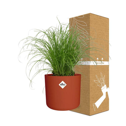 Cyperus Alternifolius Schirmgras Zimmerpflanze - ELHO b.for soft rund 14cm - brique - Pflanzfix24