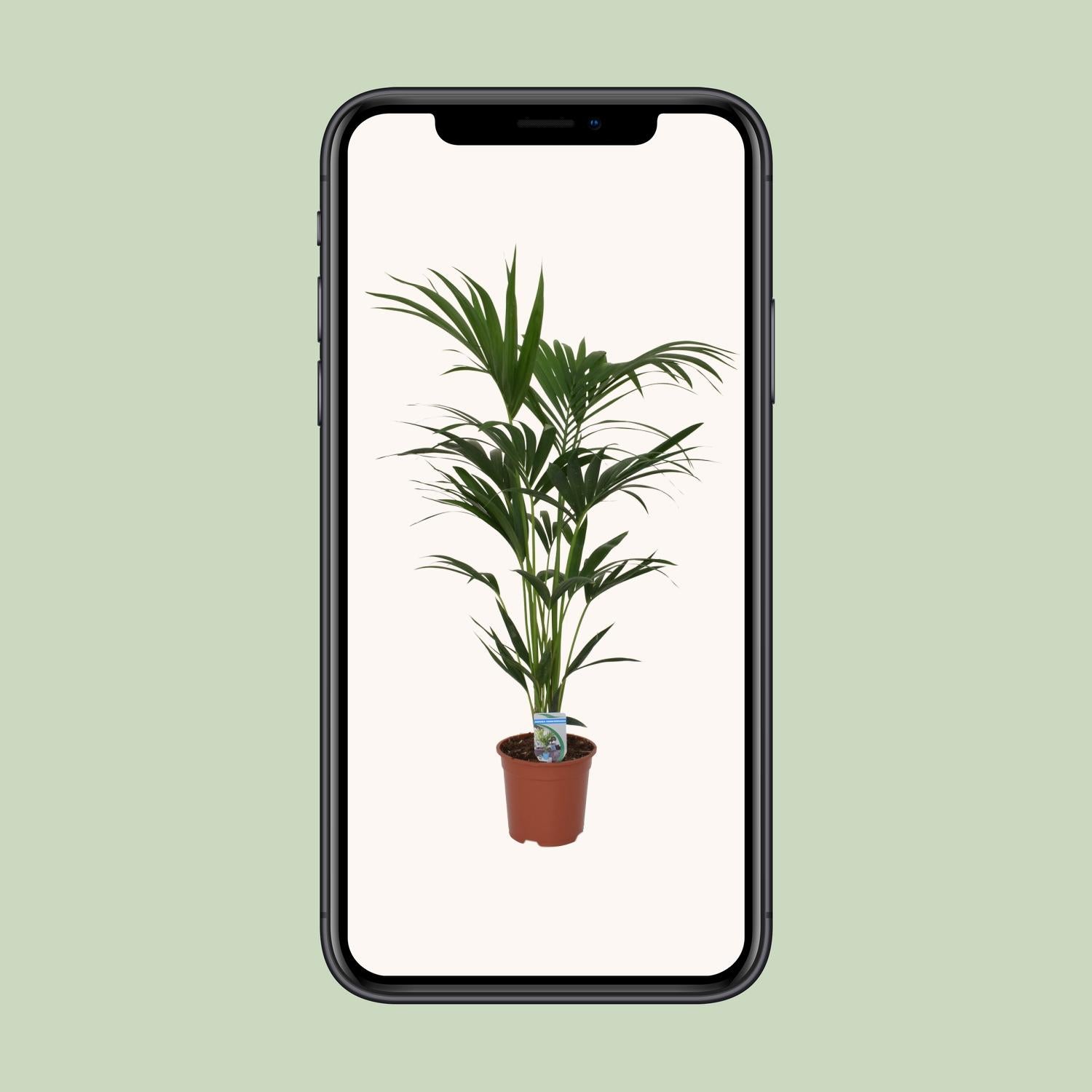 Howea Forsteriana - Ø21cm - ↕120cm - Pflanzfix24.de - Pflanzfix24.de
