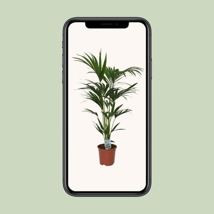 Howea Forsteriana - Ø21cm - ↕120cm - Pflanzfix24.de - Pflanzfix24.de