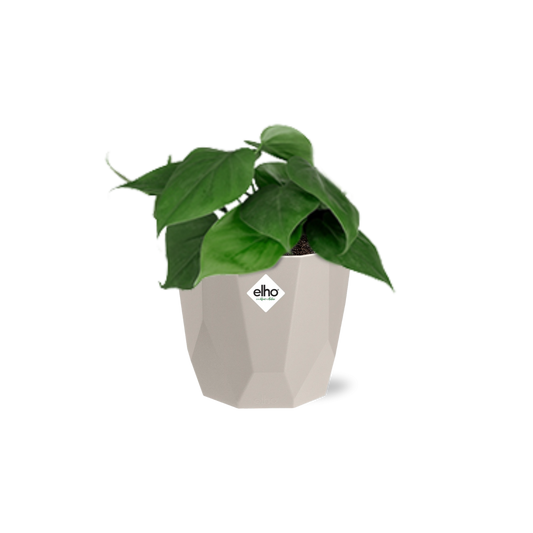 Philodendron Scandens in ELHO b.for rock 14 cm warm grey - Pflanzfix24