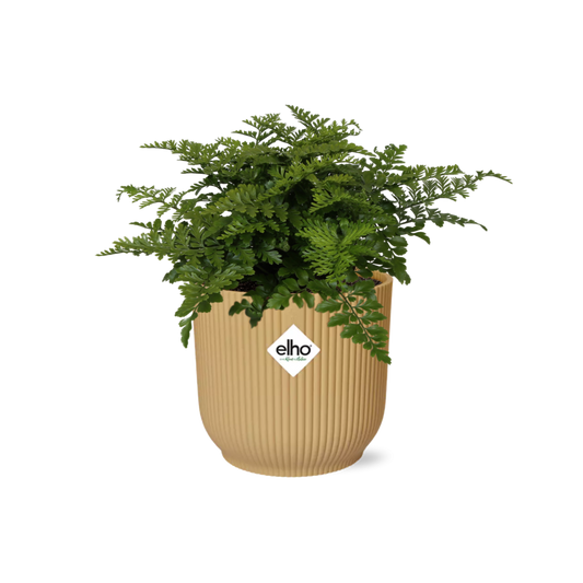 Asplenium Parvati ELHO Vibes Fold 14cm gelb – Luftreinigender Farn | Pflanzfix24