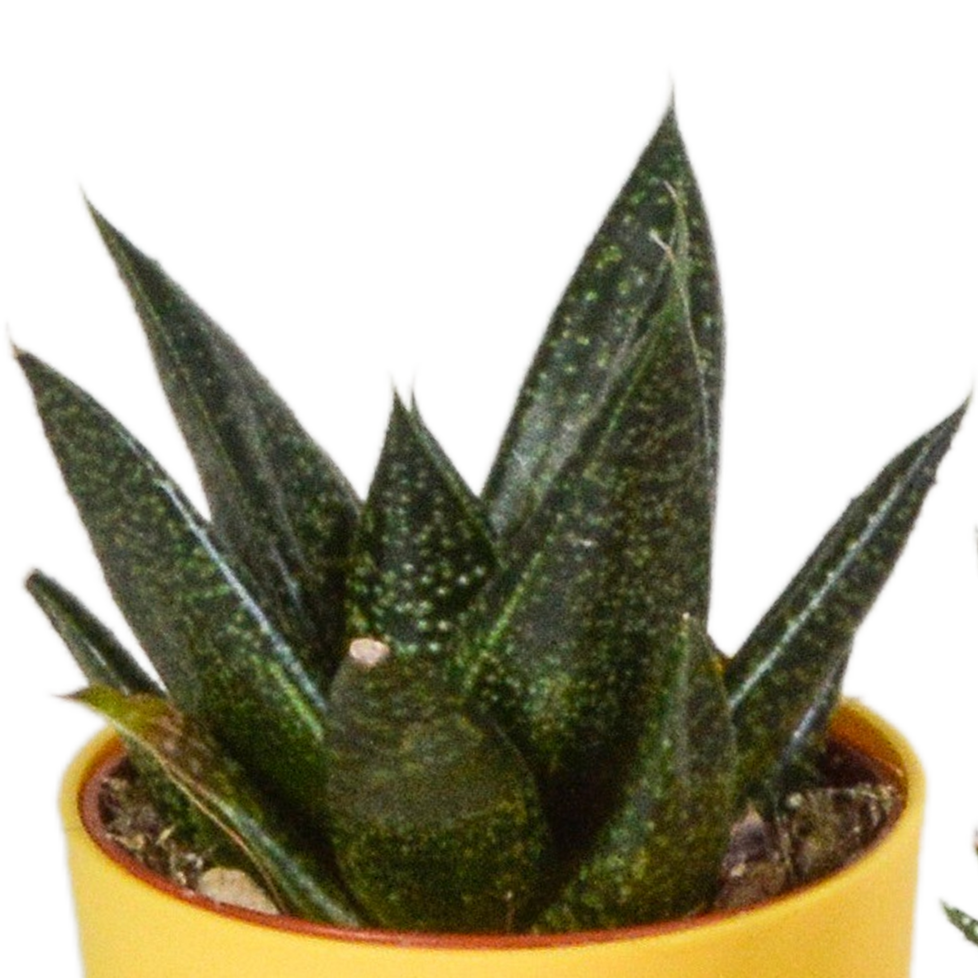Gasteria/Haworthia-Mischung 5,5cm - 5x - in gekleurde plasticpot - Pflanzfix24.de - Pflanzfix24.de